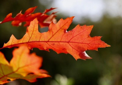 端午送礼难题：如何用百元预算送出千元体面？