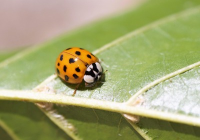 覆膜后起泡，九成是这3种胶水没选对