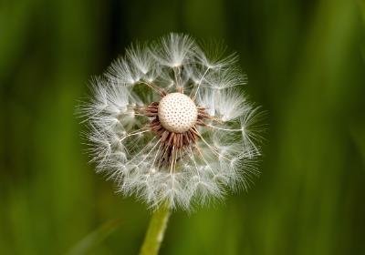 为什么高端品牌偏爱亚克力永生花盒？