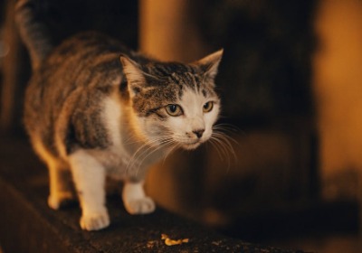 透明鞋盒搜索量暴涨背后：潮牌营销新战场