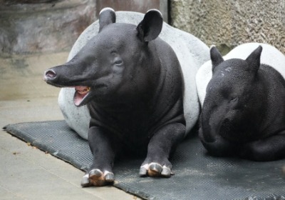 年货节数据：带生肖元素的礼盒搜索量涨了2倍