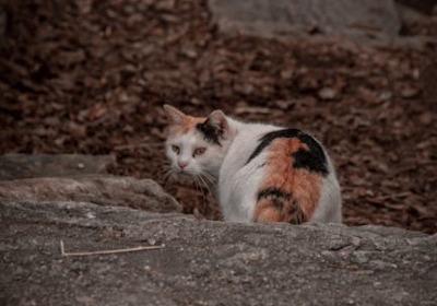 瓦楞纸价连跌三月，现在下单能省多少？