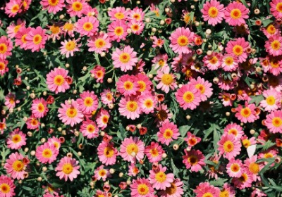 永生花礼盒：从花材到包装，如何让溢价翻倍？