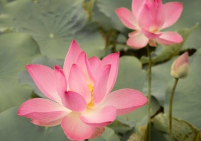 鲜花盒子定制：小批量订单的溢价密码，藏在园林的窗格里。