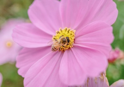 别让廉价包装毁了你的东山碧螺春