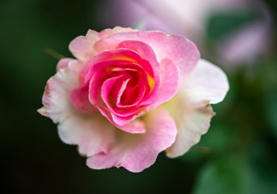 花店老板：别再用普通盒子装玫瑰了，试试这个