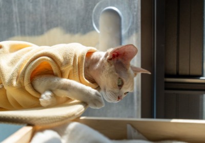 本命年红色内衣盒，如何兼顾喜庆与隐私？ | 2026年包装设计深度解析