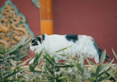 广州礼品圈新宠：能提走的“移动花园”卖疯了