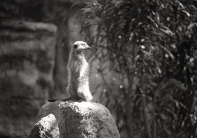 从玉米到礼盒：生物基PLA材料如何重塑包装的环保生命周期