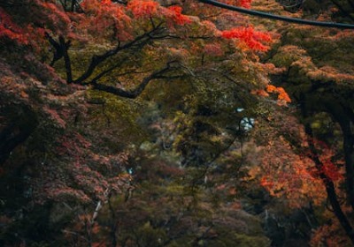 婚庆公司采购：用可定制喜糖盒把利润空间拉高