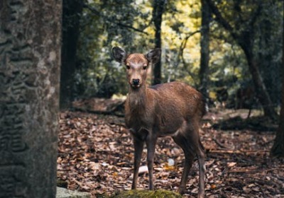 广州工厂揭秘：光膜哑膜成本差在哪