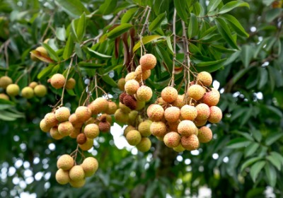 荔枝礼盒卖得贵？农户都在用的包装增值法