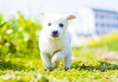 新锐宠物品牌，如何靠包装袋设计让客单价翻倍？