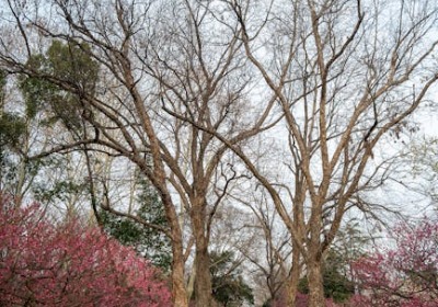 苏州园林漏窗元素在礼盒结构中的空间转译与应用 | 包装结构设计深度解析
