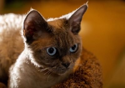 深圳电子展上，让展品自己开口说话的包装长什么样？