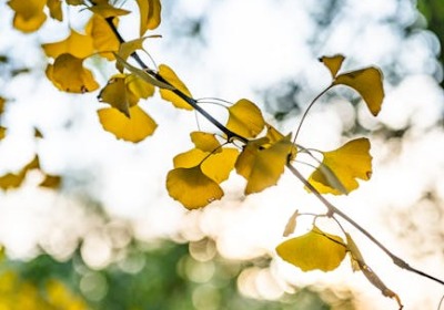 你的产品能通过1.2米跌落测试吗？