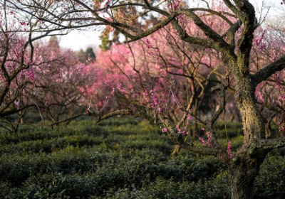 永生花礼盒：从广州花市到高端定制的供应链捷径