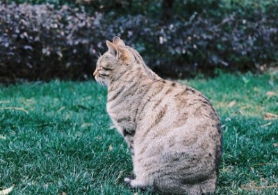 猫粮包装保鲜差？这层膜让复购率翻倍