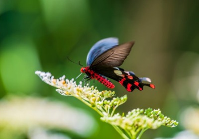 别再用胶带固定蝴蝶结了，试试这个隐藏技巧