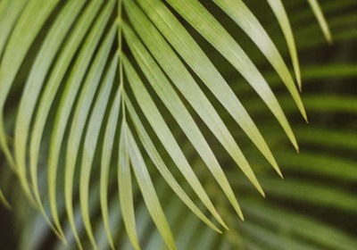 FSC认证：上海品牌出海必备的绿色通行证