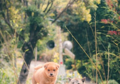 从干粮到湿粮：不同形态犬粮的定制化袋装解决方案