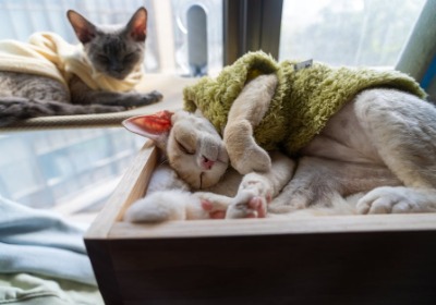 从图纸到实物零误差：猫粮包装如何精准传递品牌价值