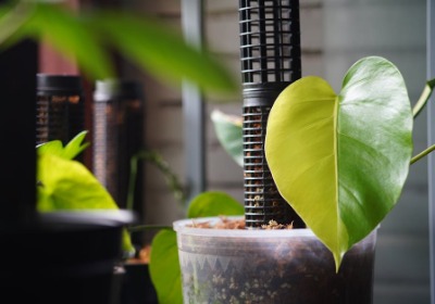 从奢侈品到电子产品，为何高端品牌纷纷押注植物纤维包装？