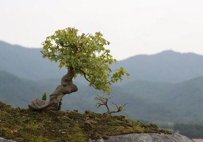节日送礼场景下移动包装的便携性与品牌识别度关联研究