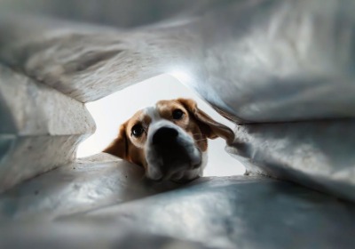 犬类食品包装图形符号与色彩心理学应用规范