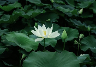 月饼包装盒图片：2026年设计趋势、材质工艺与商业价值深度解析