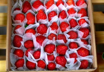 别再让草莓在运输中“受伤”：这种缓冲结构设计让损耗率直降15%