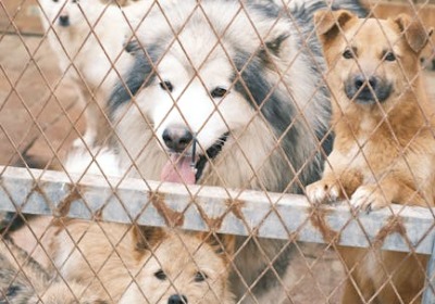 生鲜外卖包装的环保困局，被这种可堆肥袋子破解了