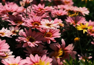 适配花艺工作室：高美感永生花礼盒小批量定制选型