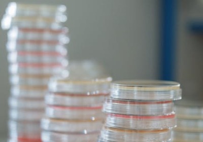 从玉米到礼盒：PLA生物基材料的全生命周期碳足迹评估方法