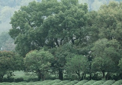 杭州茶产业集群背景下茶包与茶饼包装的工艺参数选择