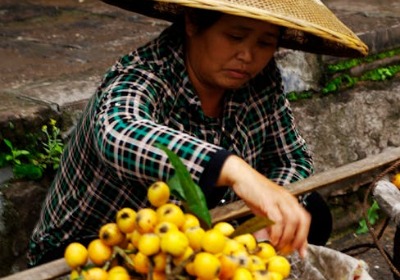 塘栖枇杷从论斤卖到论盒卖，包装成本只增加了不到一块钱