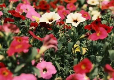 让永生花礼盒成为悦己消费与情感传递的双重载体