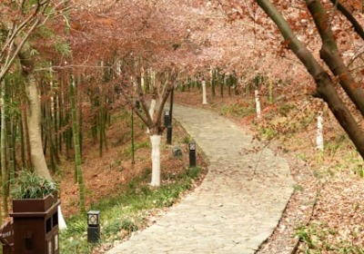 佛山文旅IP赋能：一款包装如何让盲公饼销量翻番？