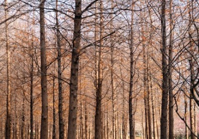 为什么你的礼盒总“露白边”？印刷厂不会明说的出血位真相