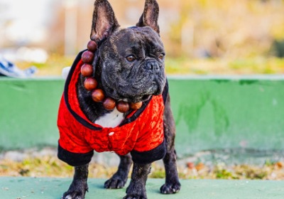 从PLA到PBAT：可降解狗粮袋的技术路径与商业化现状