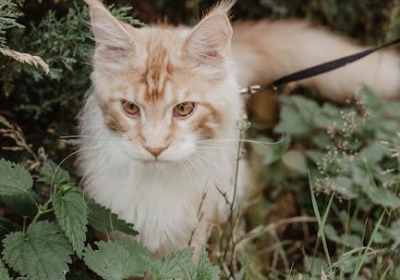 PETG与亚克力在透明化妆品包装中的光学性能与耐化性对比 | 2026年专业解析