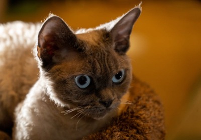 深圳包装盒：2026年产品包装一站式解决方案全解析