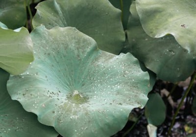 高端茶叶市场小批量定制化的供应链效率研究