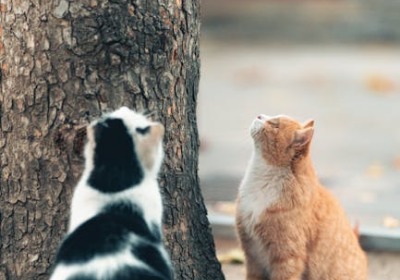 小批量定制猫粮包装，如何让成本下降20%？