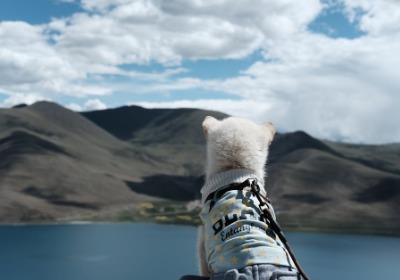 狗粮袋设计新趋势：从功能保鲜到情感共鸣的视觉升级