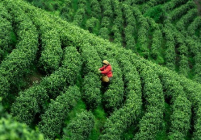 茶叶包装防潮锁香：单丛茶礼盒结构设计的核心技术参数