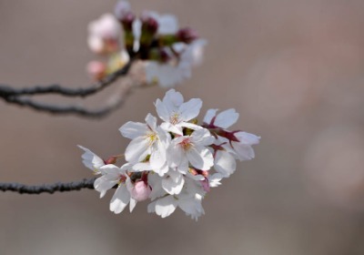 永生花礼盒结构设计中的湿度控制与材料稳定性研究