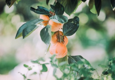 柿饼礼盒定制：如何用包装设计让农产品卖出品牌溢价